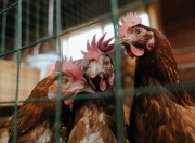 九游娱乐官方网站-欧冠决赛焦点战，广东队完胜魔术