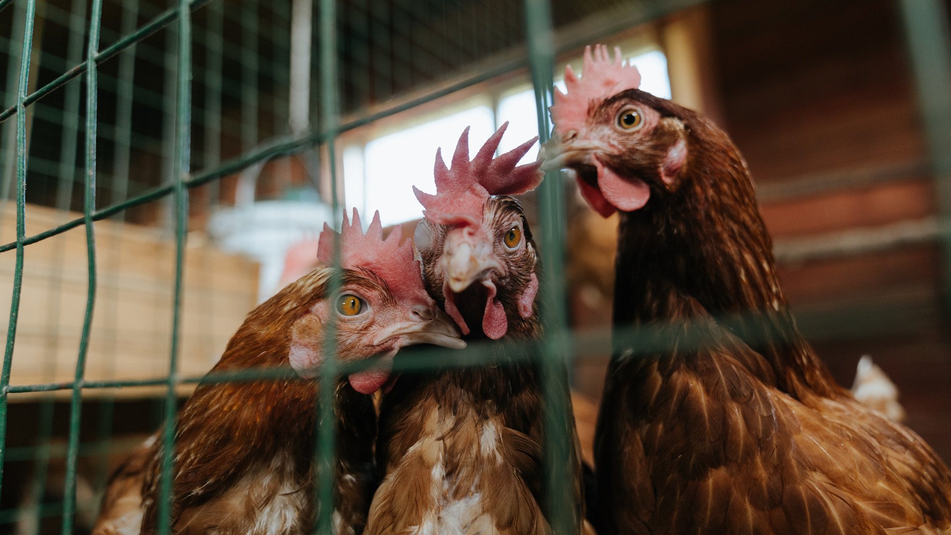 欧冠决赛焦点战，广东队完胜魔术